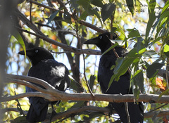 Corvus orru cecilae