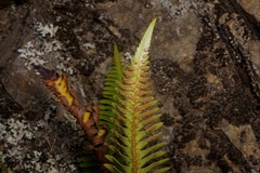 Polystichum imbricans imbricans