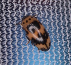 Ischyrus quadripunctatus