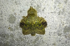 Stauropus thiaucourti