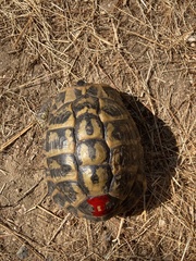 Testudo hermanni hermanni