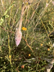 Ptilotus calostachyus