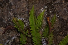Polystichum imbricans imbricans