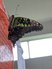 Graphium agamemnon