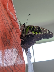 Graphium agamemnon