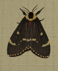 Lymantria semicincta