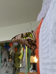 Graphium agamemnon