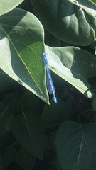 Enallagma cyathigerum