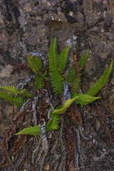 Polystichum imbricans imbricans