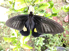Troides haliphron