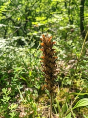 Pedicularis sibthorpii