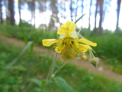 Geum × meinshausenii