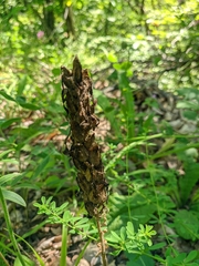 Pedicularis sibthorpii