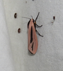 Creatonotos gangis-interrupta agg