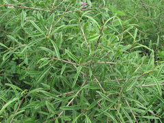 Rhamnus erythroxyloides