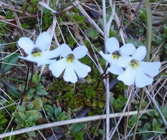 Ourisia caespitosa
