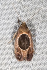 Hoplomorpha abalienella
