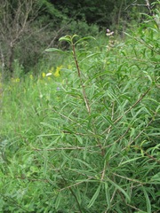 Rhamnus erythroxyloides