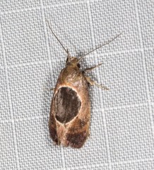 Hoplomorpha abalienella