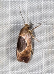 Hoplomorpha abalienella