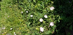 Convolvulus arvensis