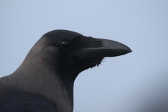 Corvus splendens