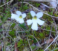 Ourisia caespitosa
