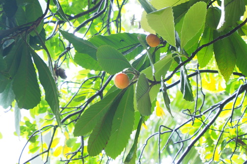 Dillenia turbinata observed 2021-06-12