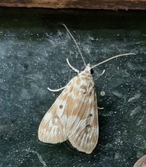 Sommeria marchalii