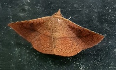 Striglina