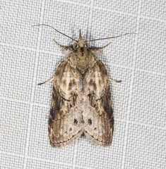 Nycteola indica