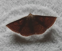 Striglina