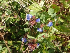 Ceratostigma