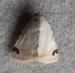 Bagisarinae