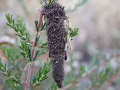Crematogaster auberti