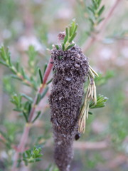 Crematogaster auberti