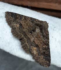 Pericyma cruegeri