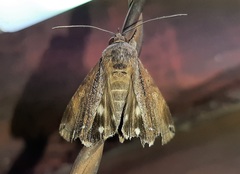 Ercheia