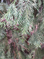 Chamaecyparis lawsoniana