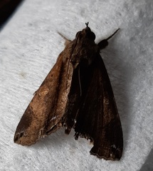 Ercheia