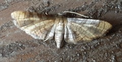 Hypolamprus