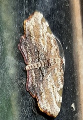 Achrosis intexta