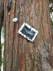 Chamaecyparis lawsoniana