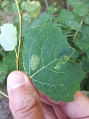 Phyllonorycter sagitella