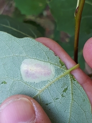 Phyllonorycter sagitella