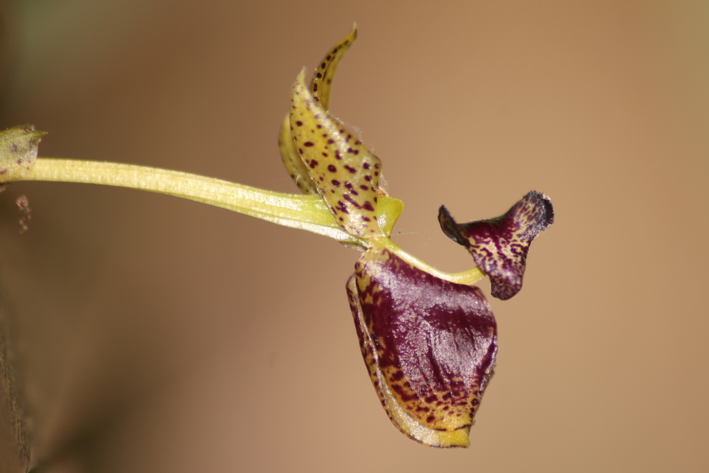 Bulbophyllum ecornutum