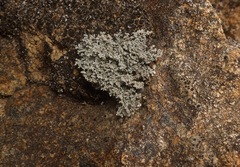 Stereocaulon sterile