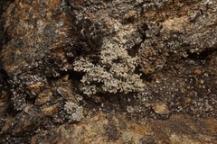 Stereocaulon sterile