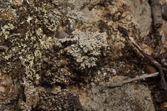 Stereocaulon sterile