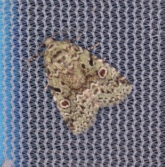 Maliattha concinnimacula